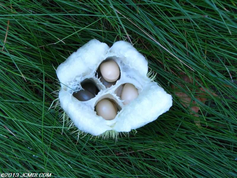 The Alien Seeds fruit from the Wild Cucumber plant (also called Man-Root), looks somewhat like the seed pod from the movie Alien!